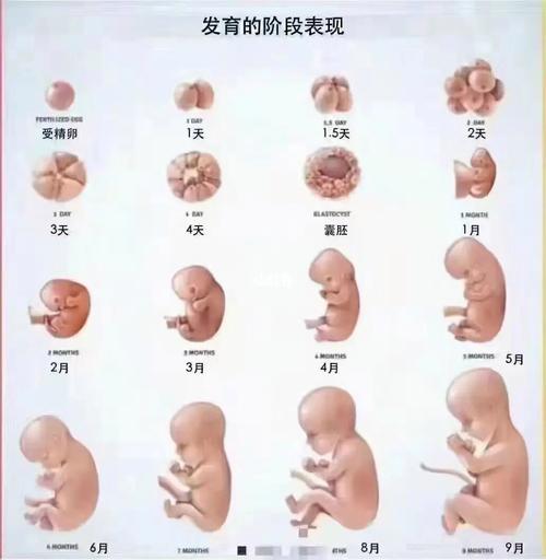试管婴儿、辅助生殖、胚胎移植