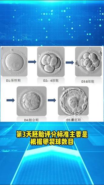  4细胞胚胎移植