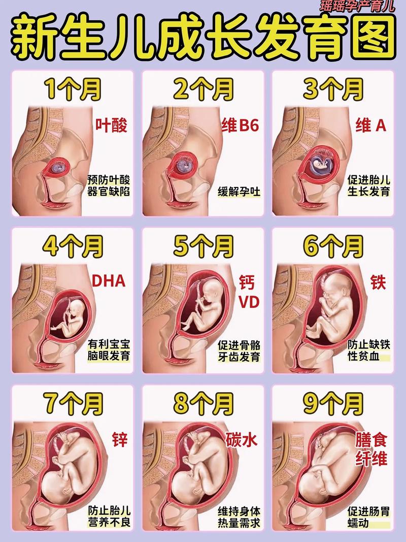胎儿