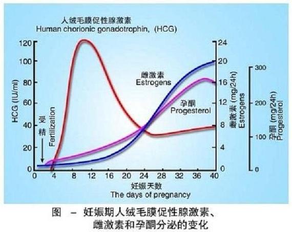 怀孕激素变化