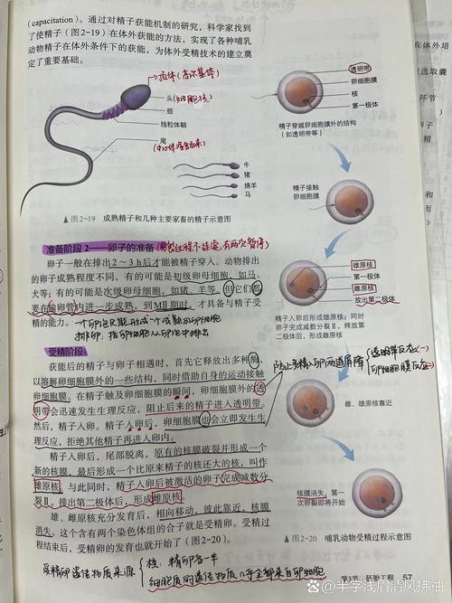精子卵子提供者