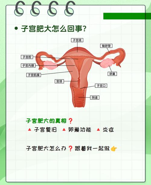 子宫