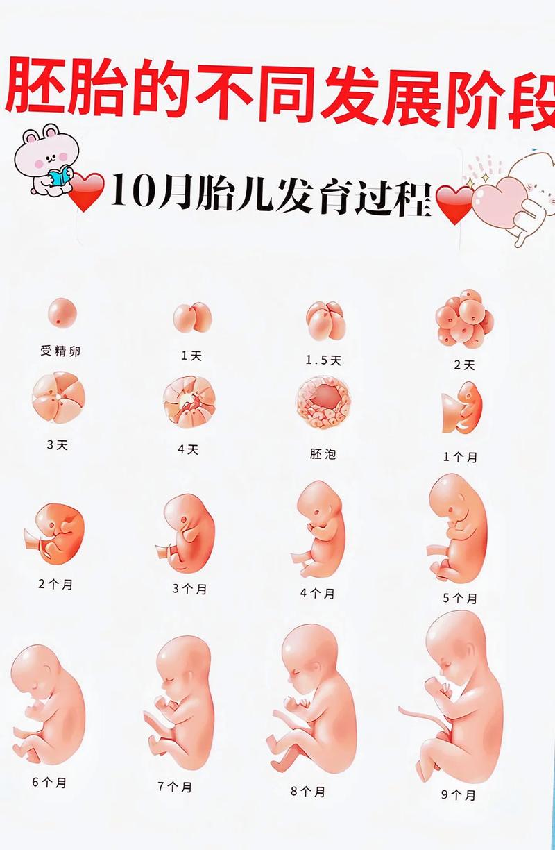  胚胎互换
