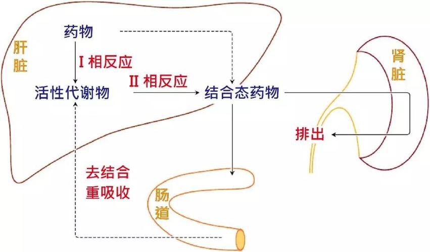 药物代谢