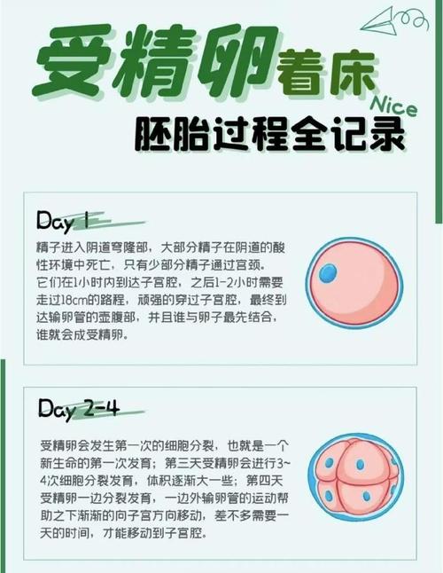 试管婴儿增卵