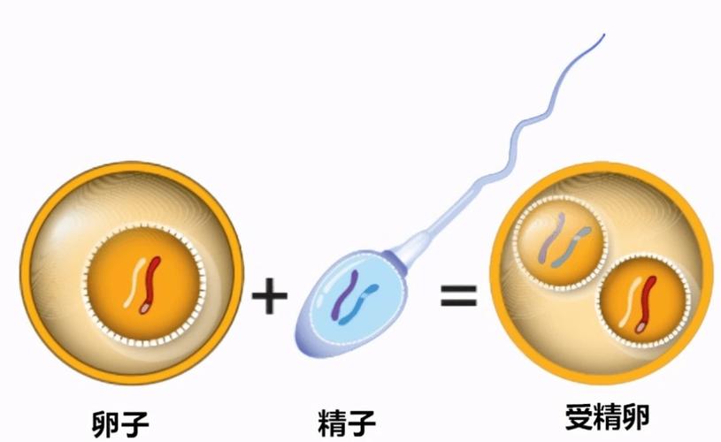 优质卵子精子