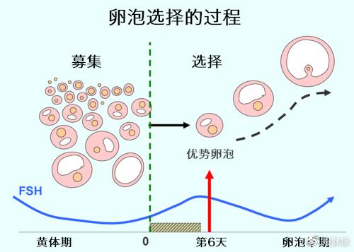 试管婴儿卵泡为何不易发育？