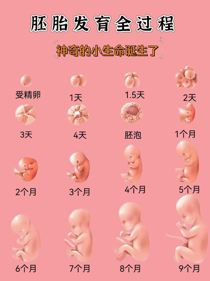 胚胎一个月