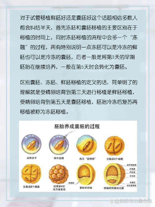 冷冻胚胎试管婴儿能活多久？