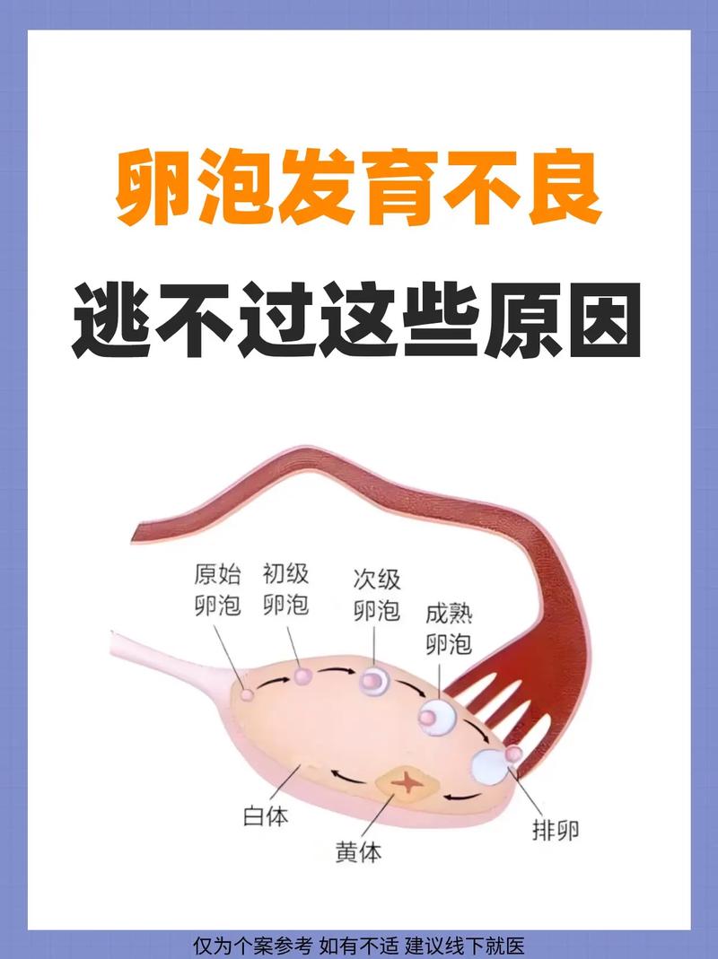 卵泡不足