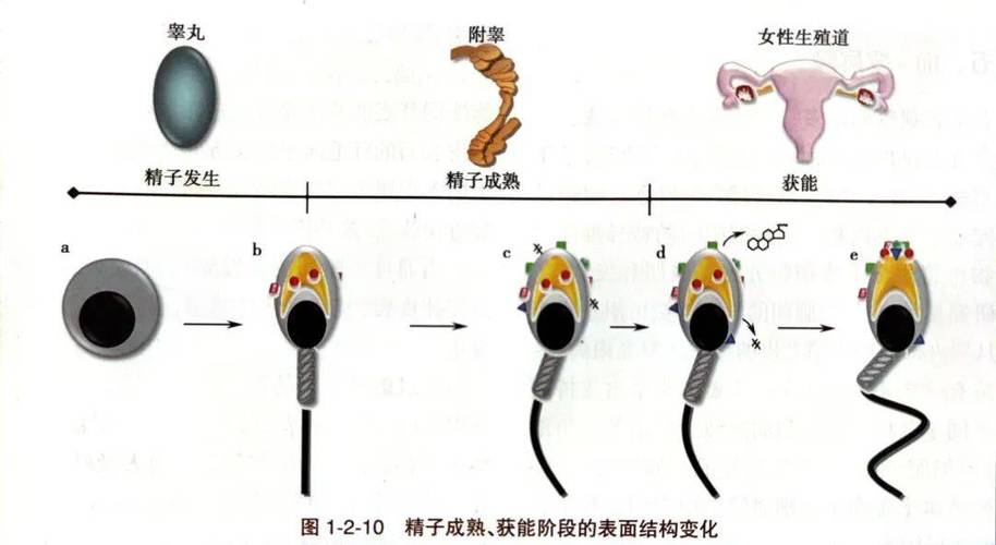 精液获取