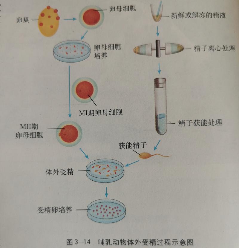 胚胎培养液细胞