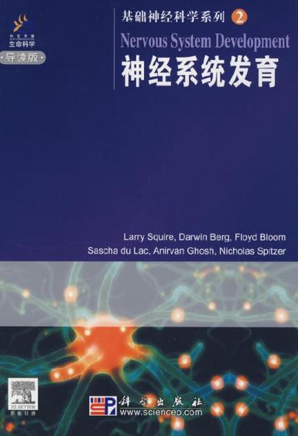 神经系统发育