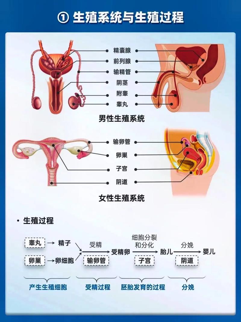 生殖联系
