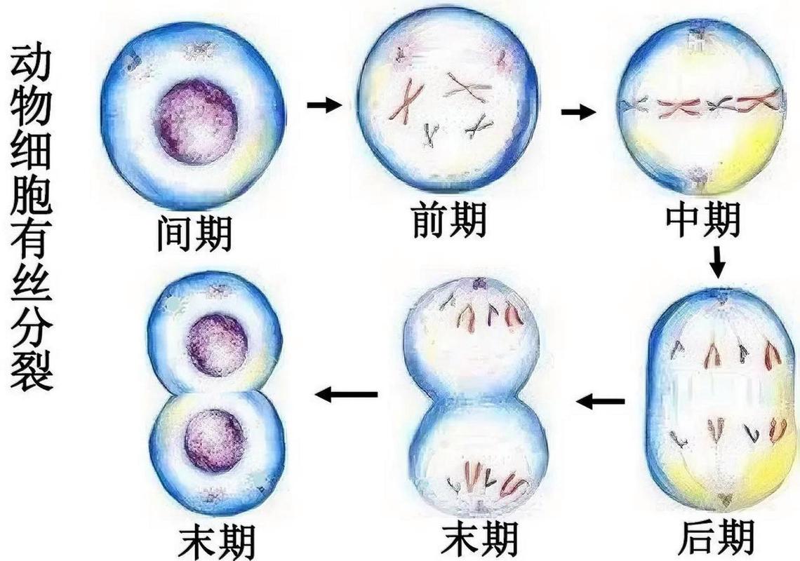胚胎细胞分裂