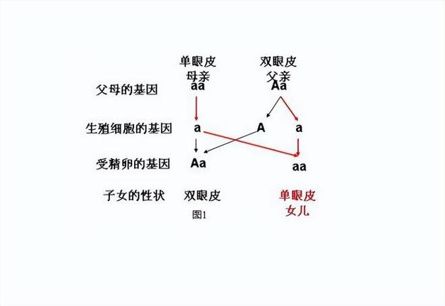 体显性遗传技术