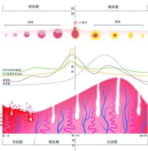  取卵后生理变化