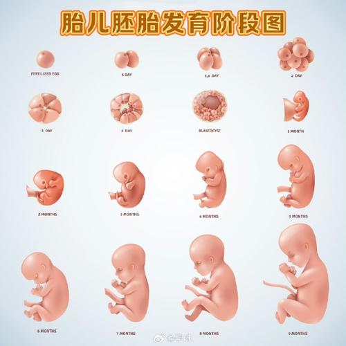 胚胎体积