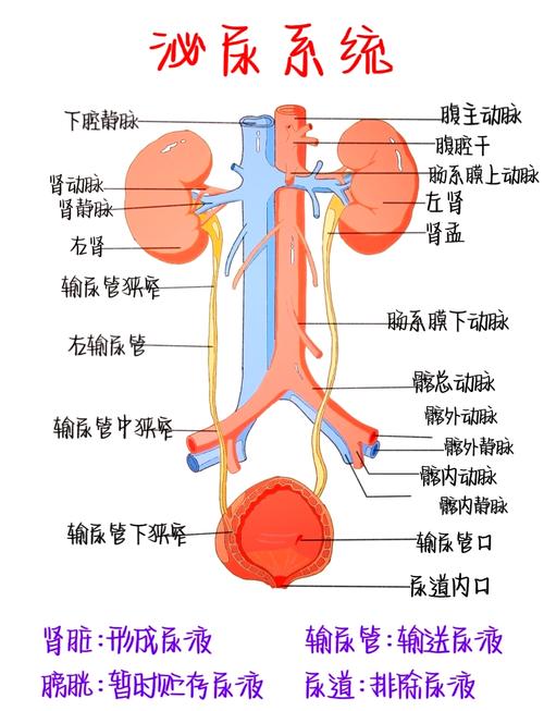 泌尿系统发育