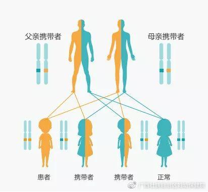 试管婴儿是否会遗传父母的基因？