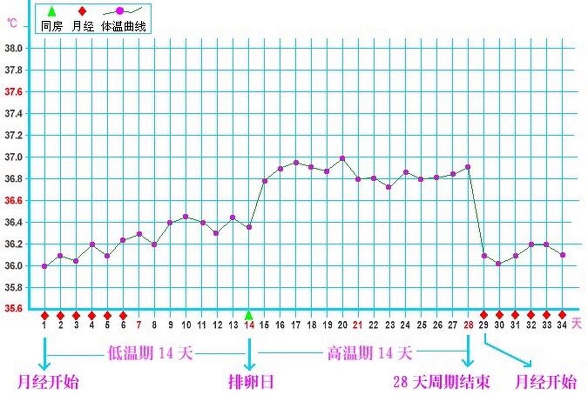  基础体温
