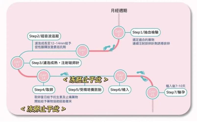 试管婴儿阶段身体如何变化？