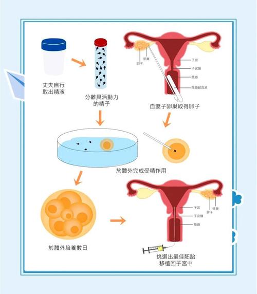 胚胎分离技术