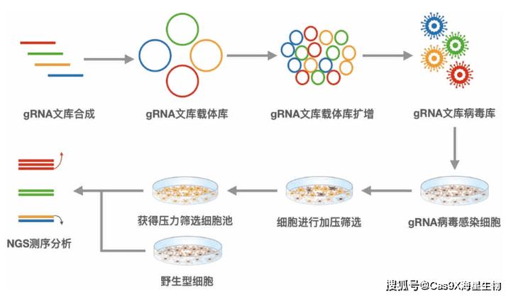 优质基因筛选