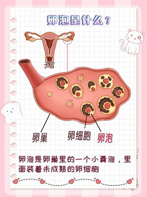 主导卵泡