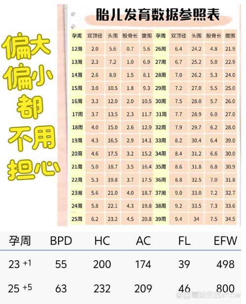 胚胎发育机率