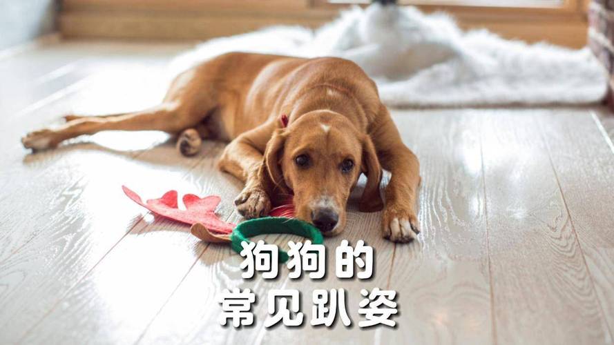 趴姿