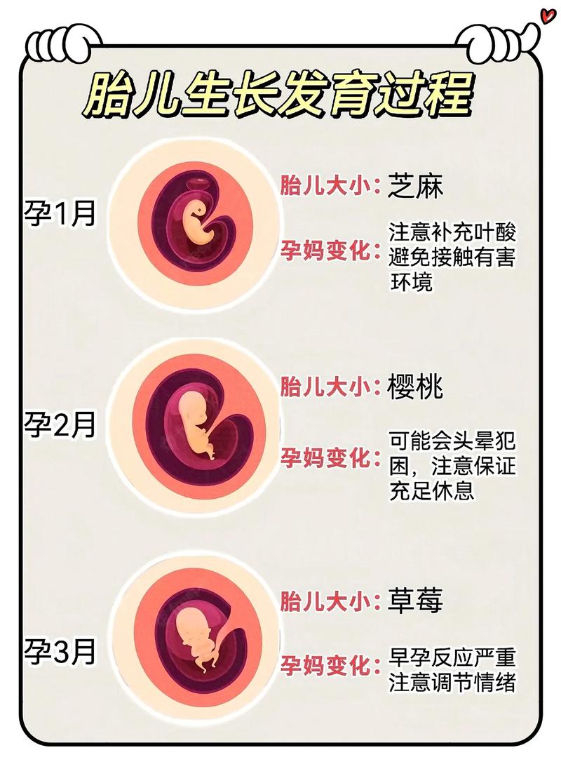 胎心发育