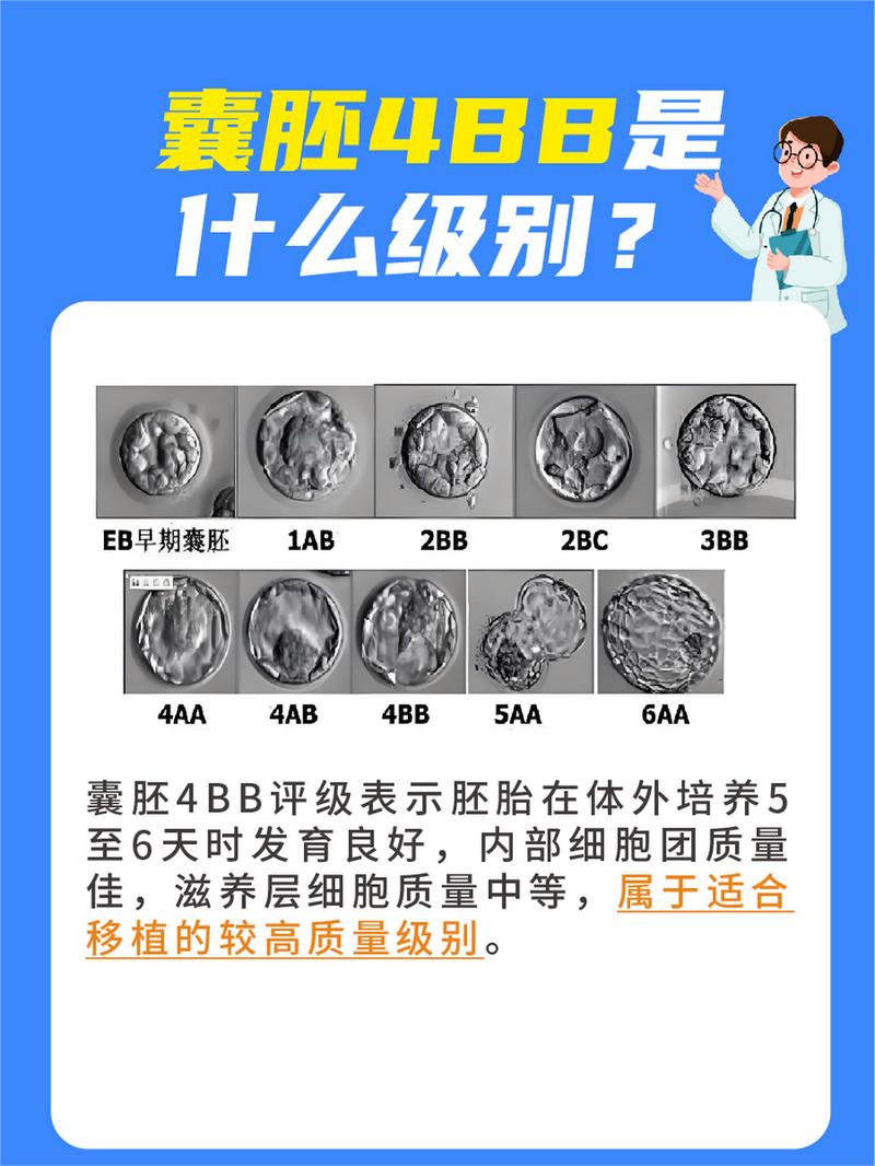 胚胎等级4