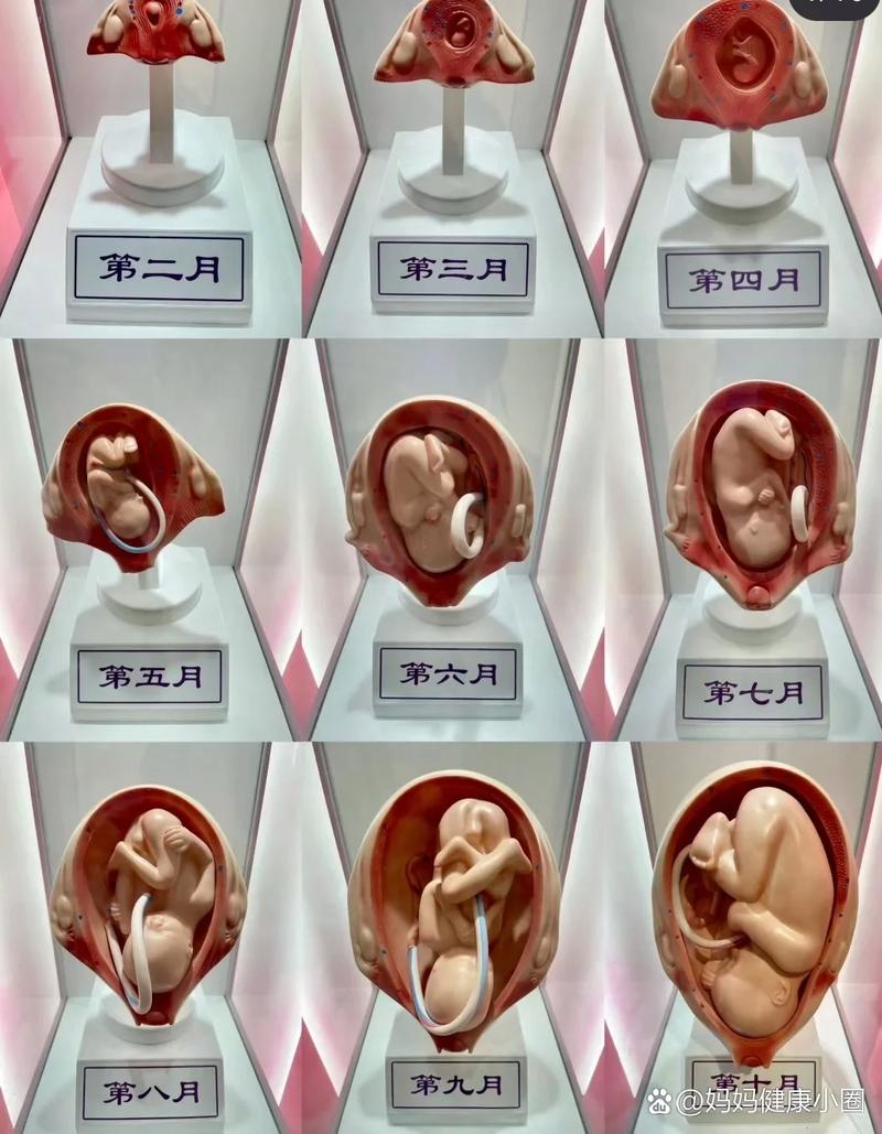 20周孕期