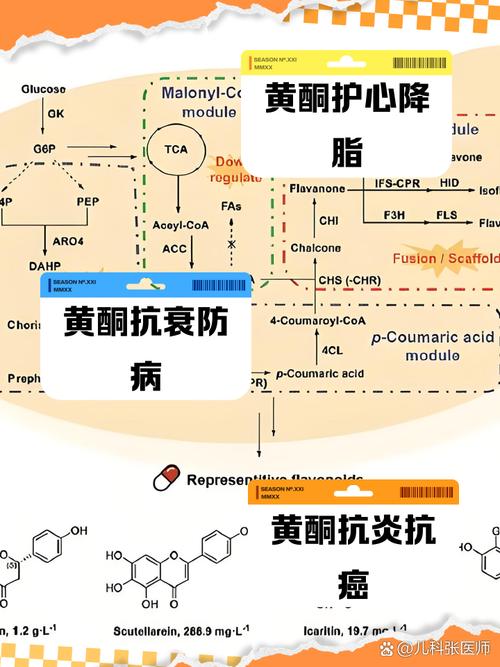 黄酮治疗