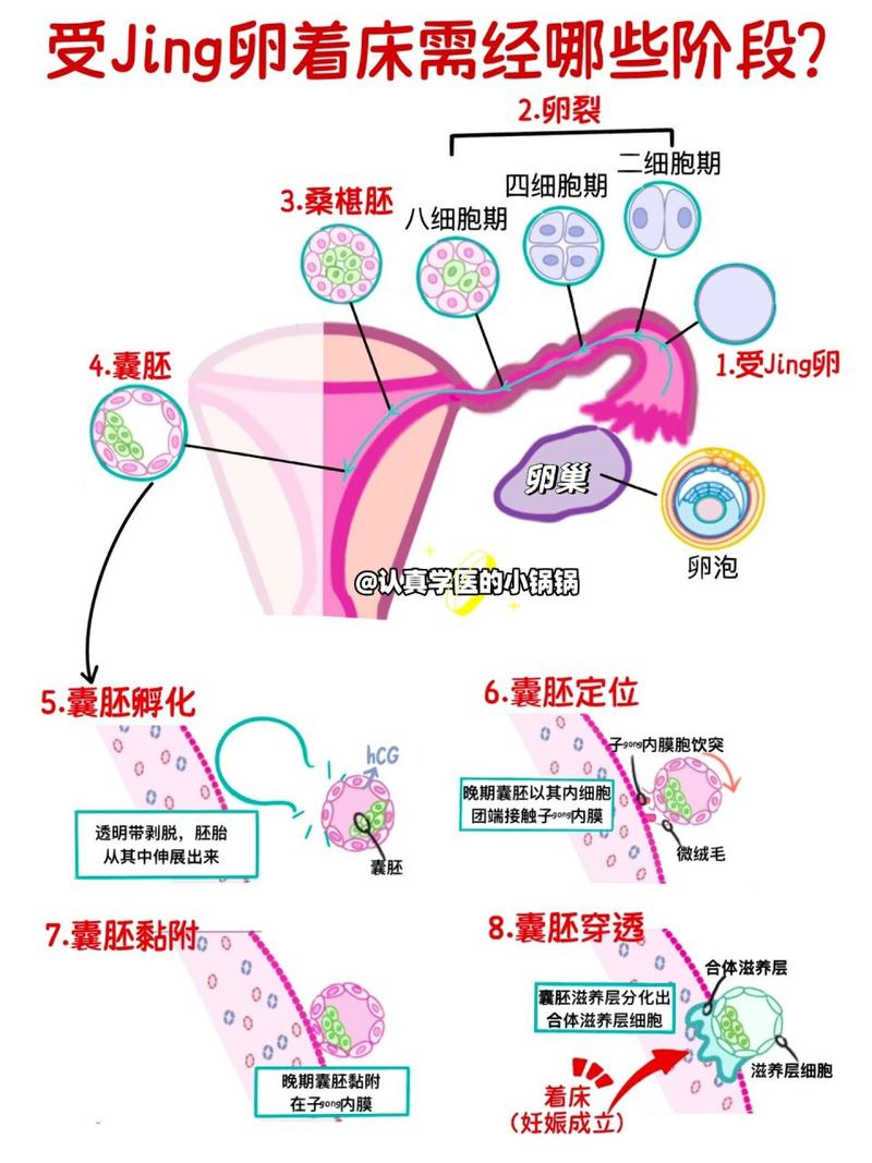 受精卵着床