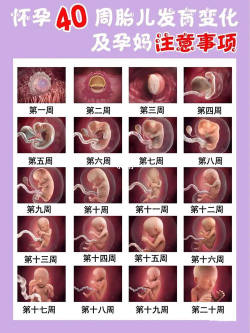 宝贝发育