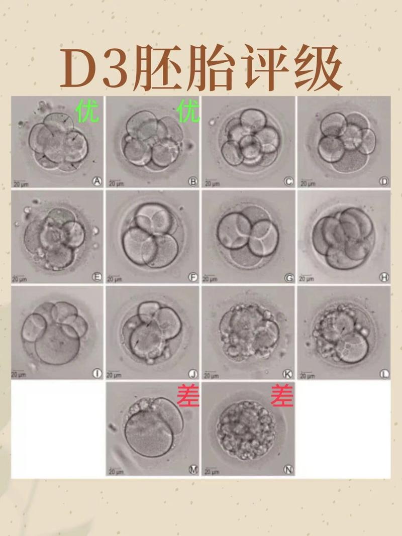 三天胚胎细胞