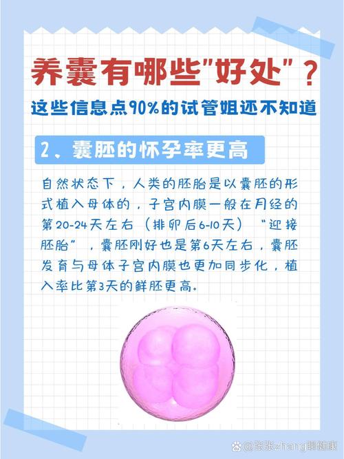 囊胚作用