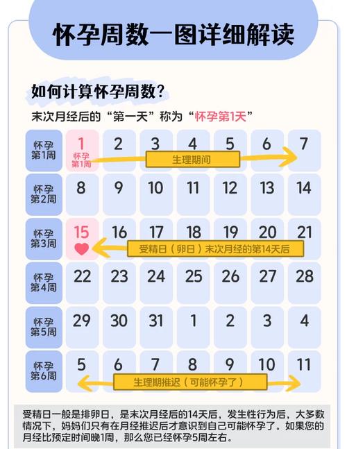 怀孕时间计算