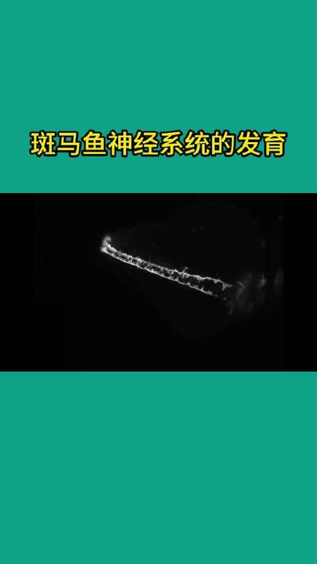 神经管发育
