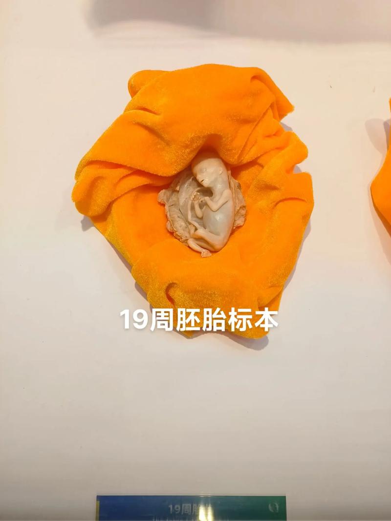 19周