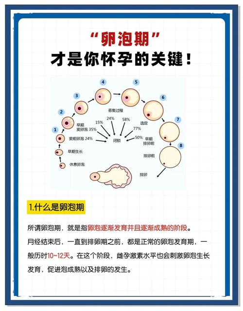 关键卵泡