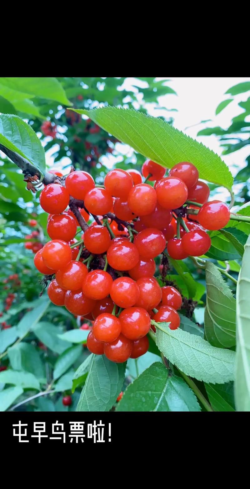 樱桃