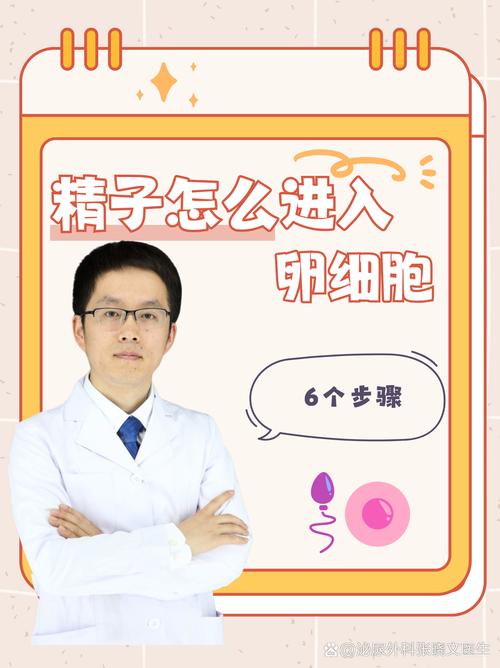  男性卵子获取