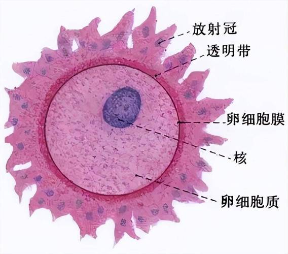 卵细胞