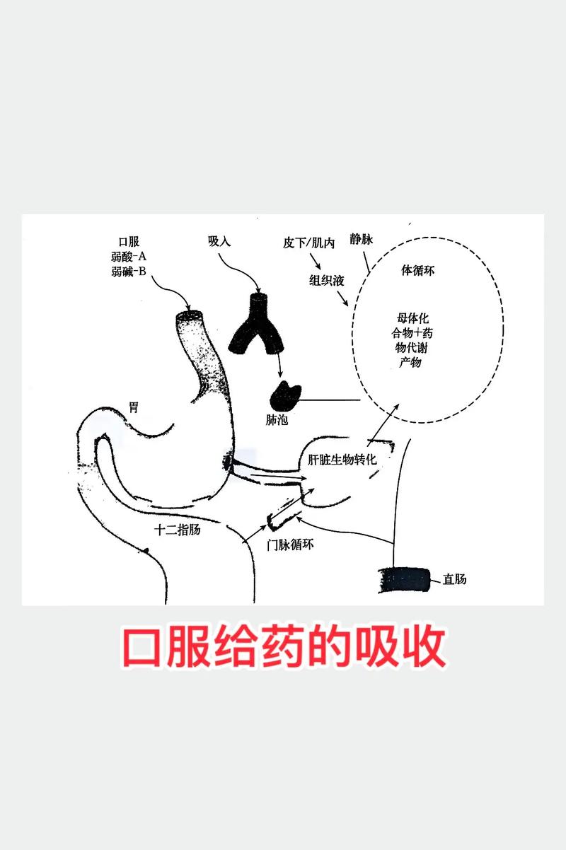  药物吸收