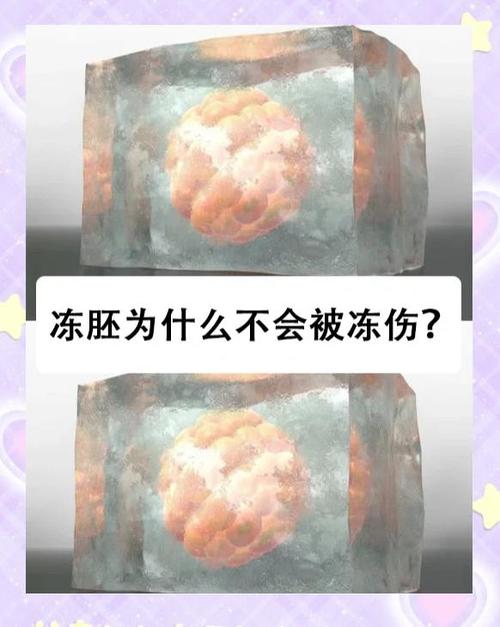冻胎