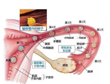 受精流程