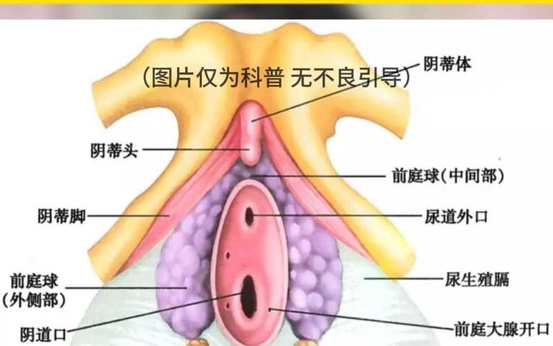  生理结构